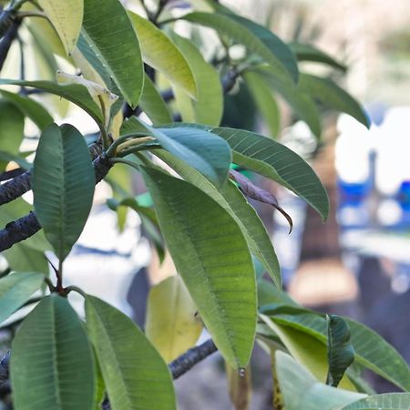 איקוד דה לוס וינוס Finca Vino Tinto 5S מראה חיצוני תמונה